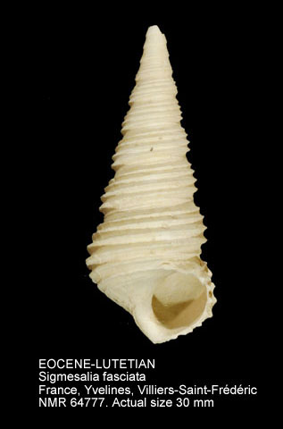 EOCENE-LUTETIAN Sigmesalia fasciata.jpg - EOCENE-LUTETIANSigmesalia fasciata(Lamarck,1804)